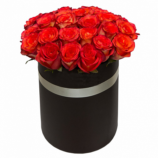 25 Rot Rosen in der Box